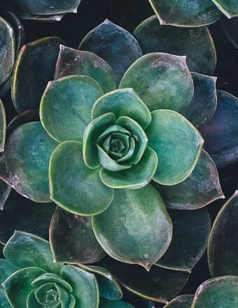obituaries.phoenix.org